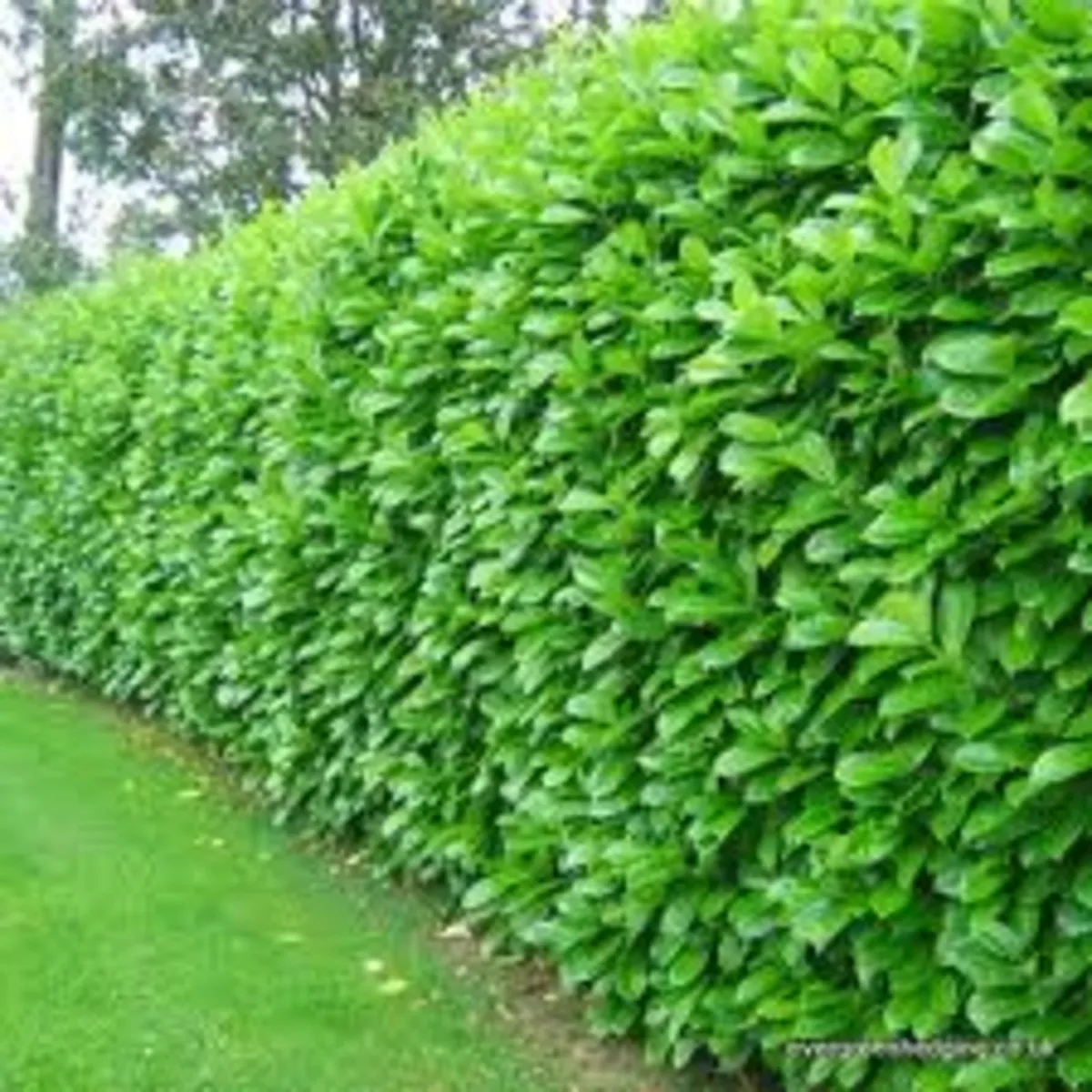 Potted laurel hedging 1-2 ft high €3.00 - Image 4
