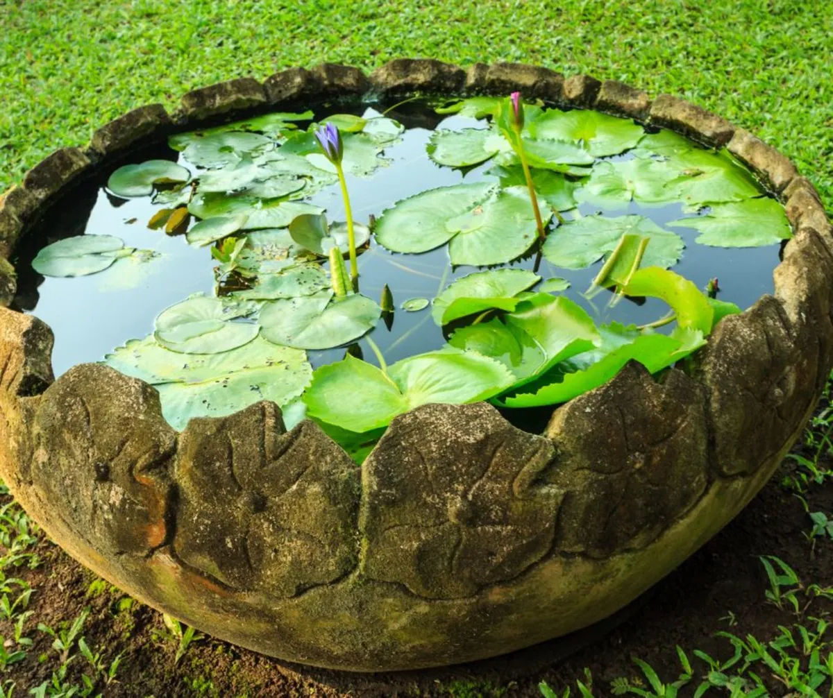 POND PLANTS & CARE | Nationwide Delivery - Image 3