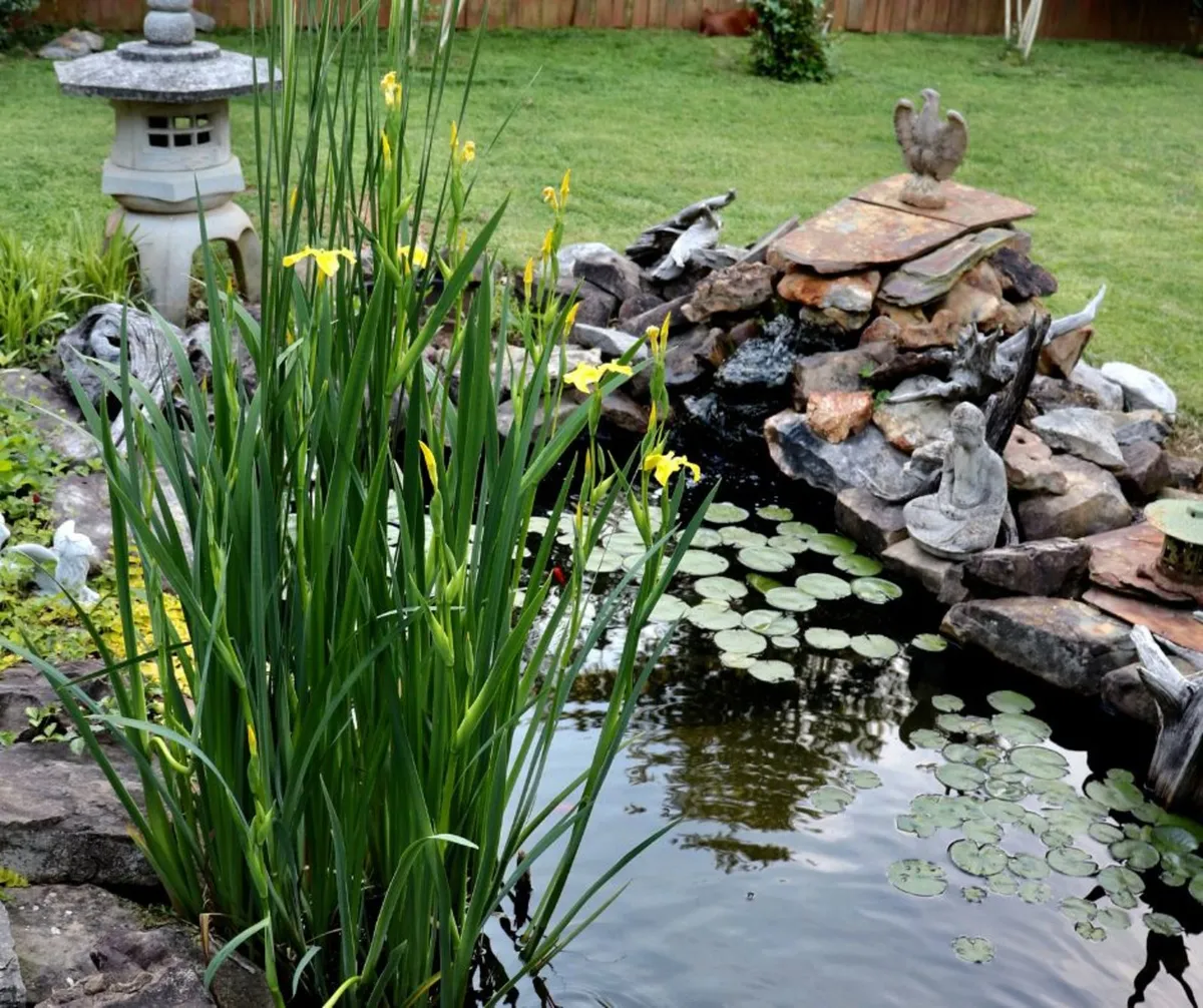 POND PLANTS & CARE | Nationwide Delivery - Image 4