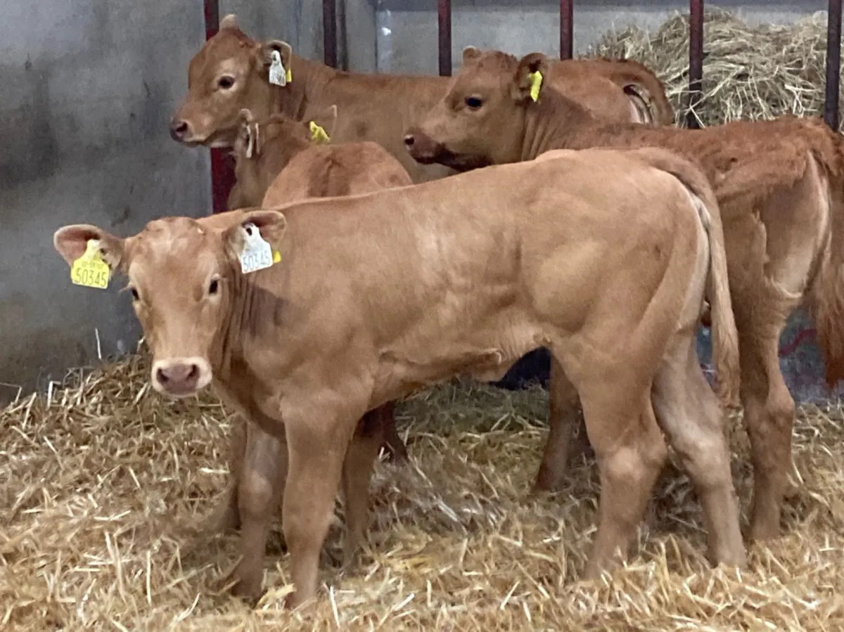 6 Serious Red Limousin Heifer Calves