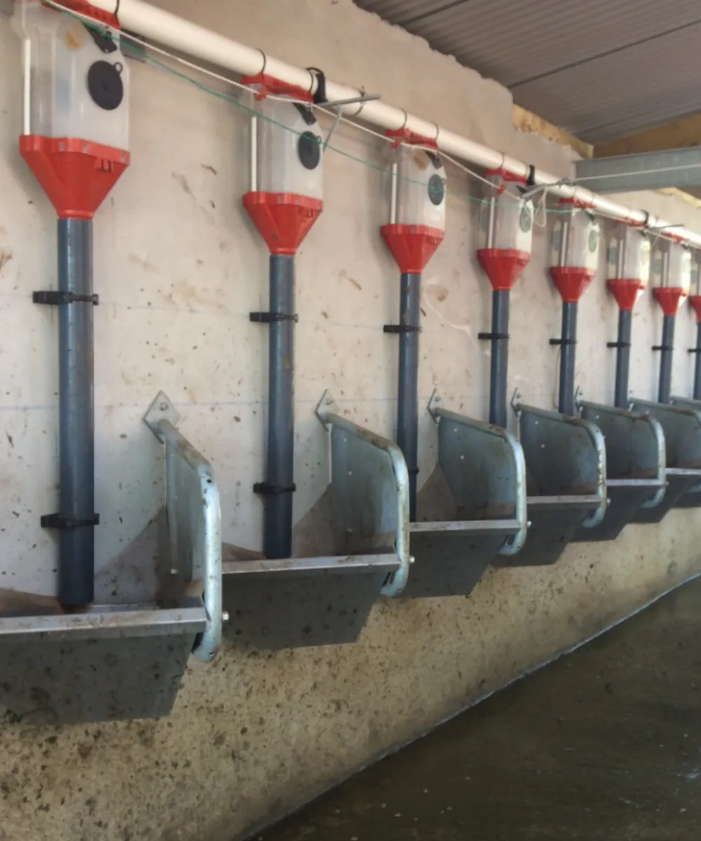 Batch Feeding system for milking machines - Image 1