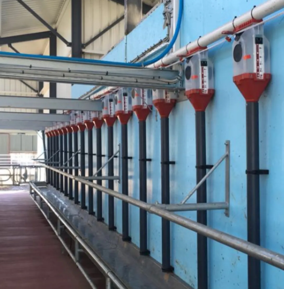 Batch Feeding system for milking machines - Image 2