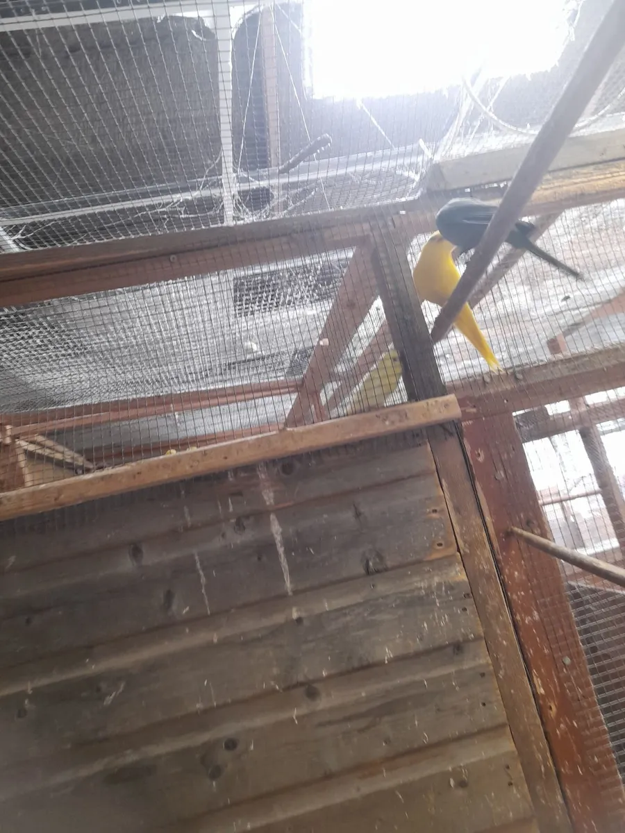 budgies kakarikis - Image 2