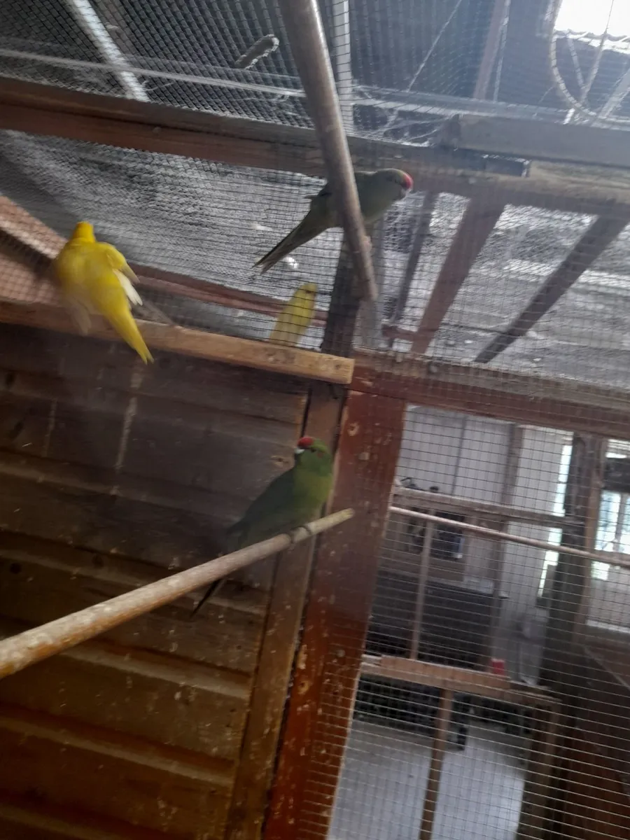 kakarikis     budgies - Image 3