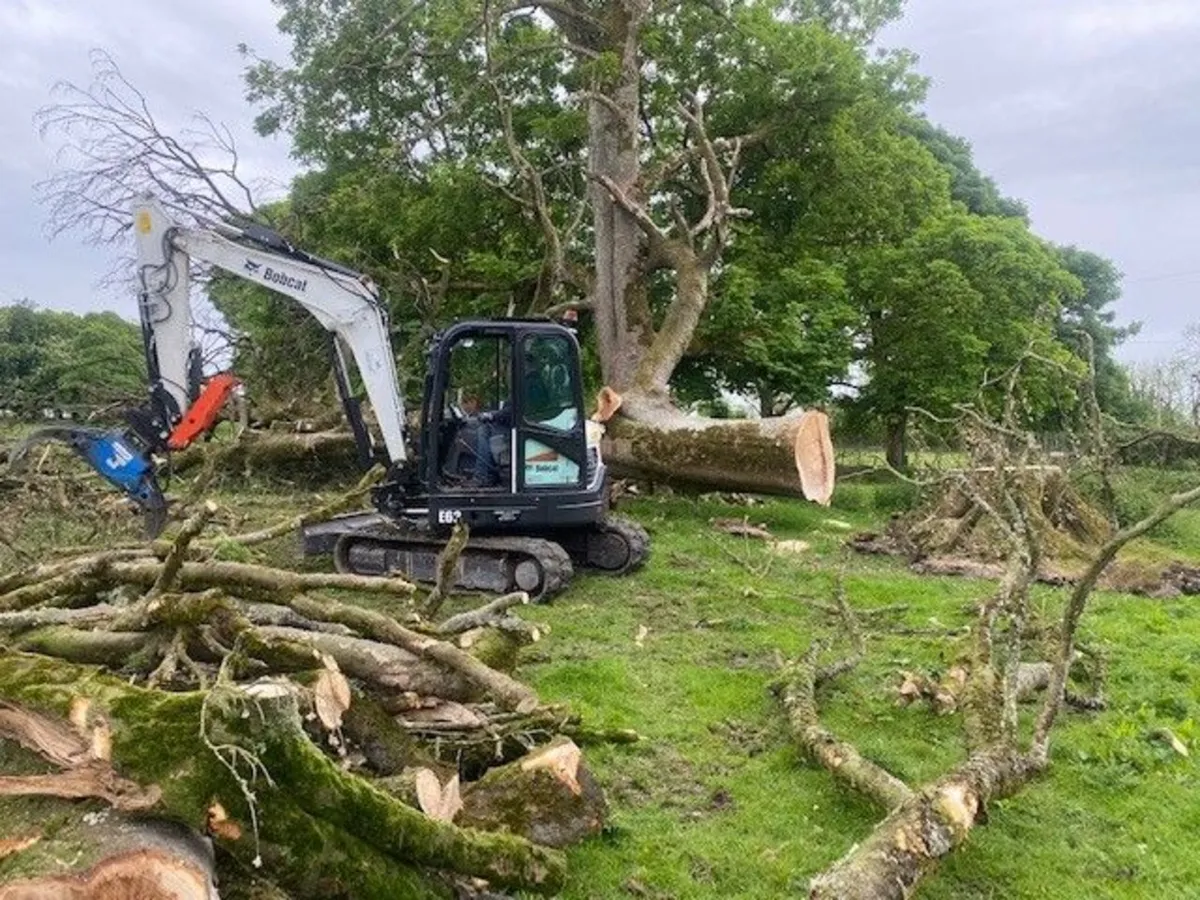 Trees for Firewood - Image 3