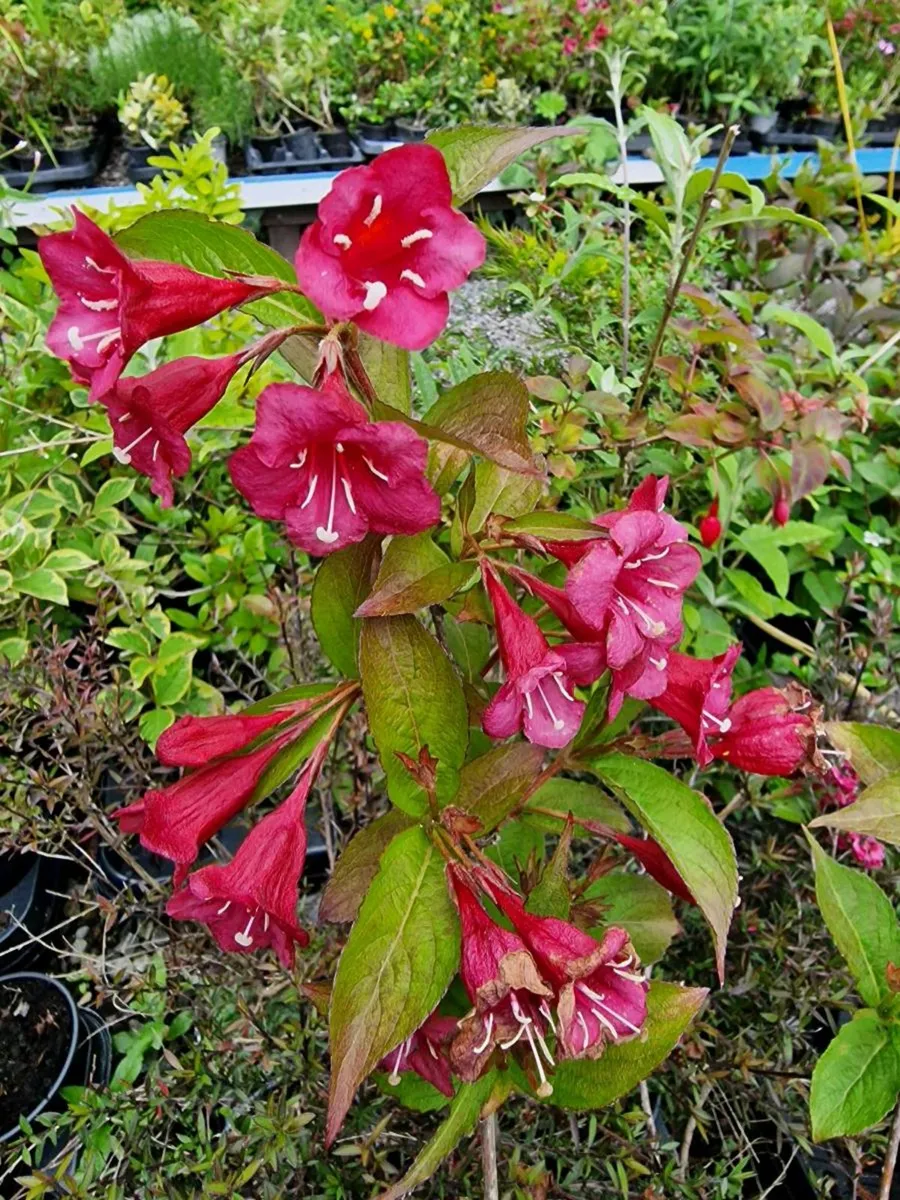 Groundcover Plants, Cover A Bank - Image 1