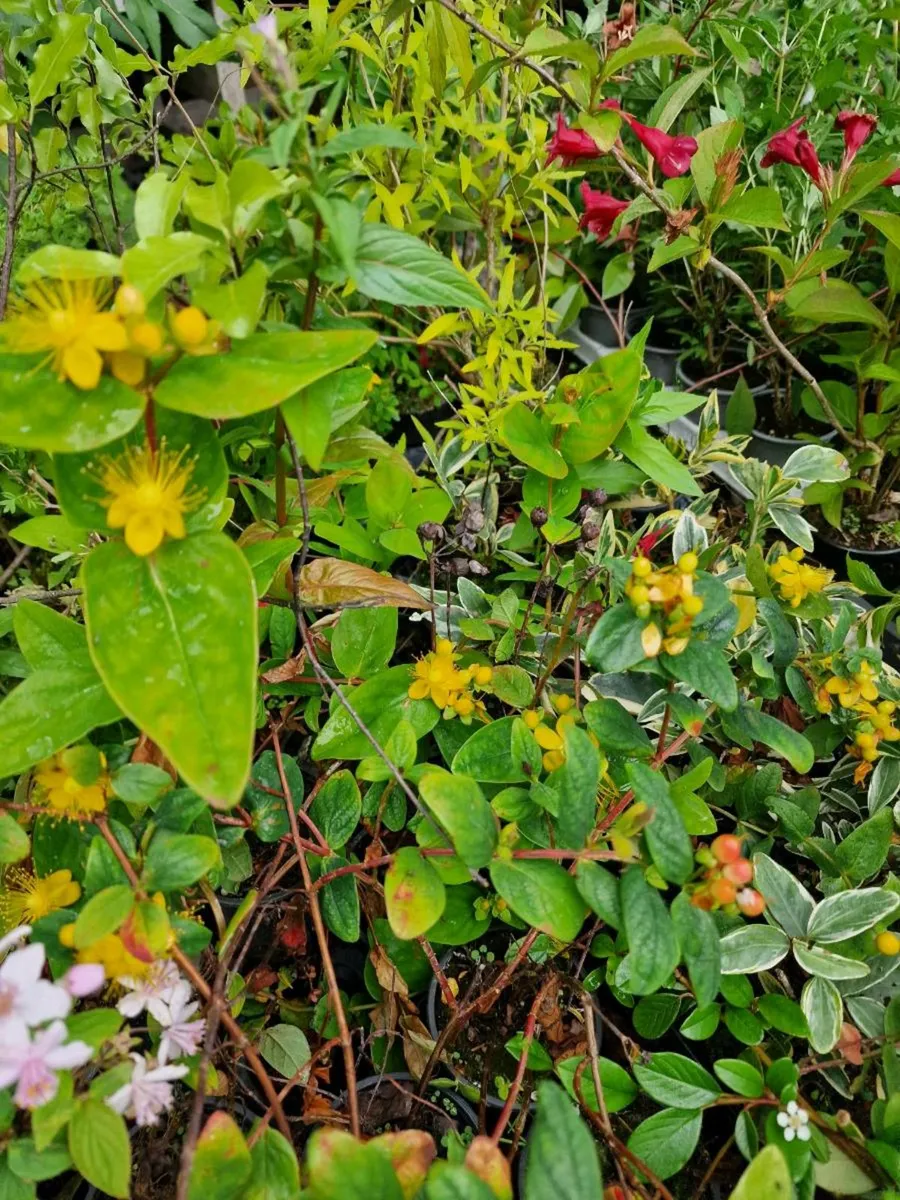 Groundcover Plants, Cover A Bank - Image 3