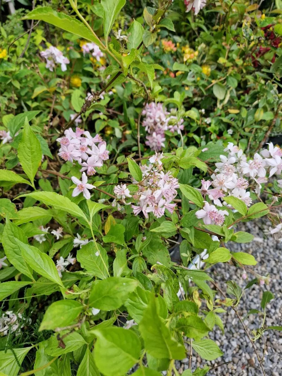 Groundcover Plants, Cover A Bank - Image 4