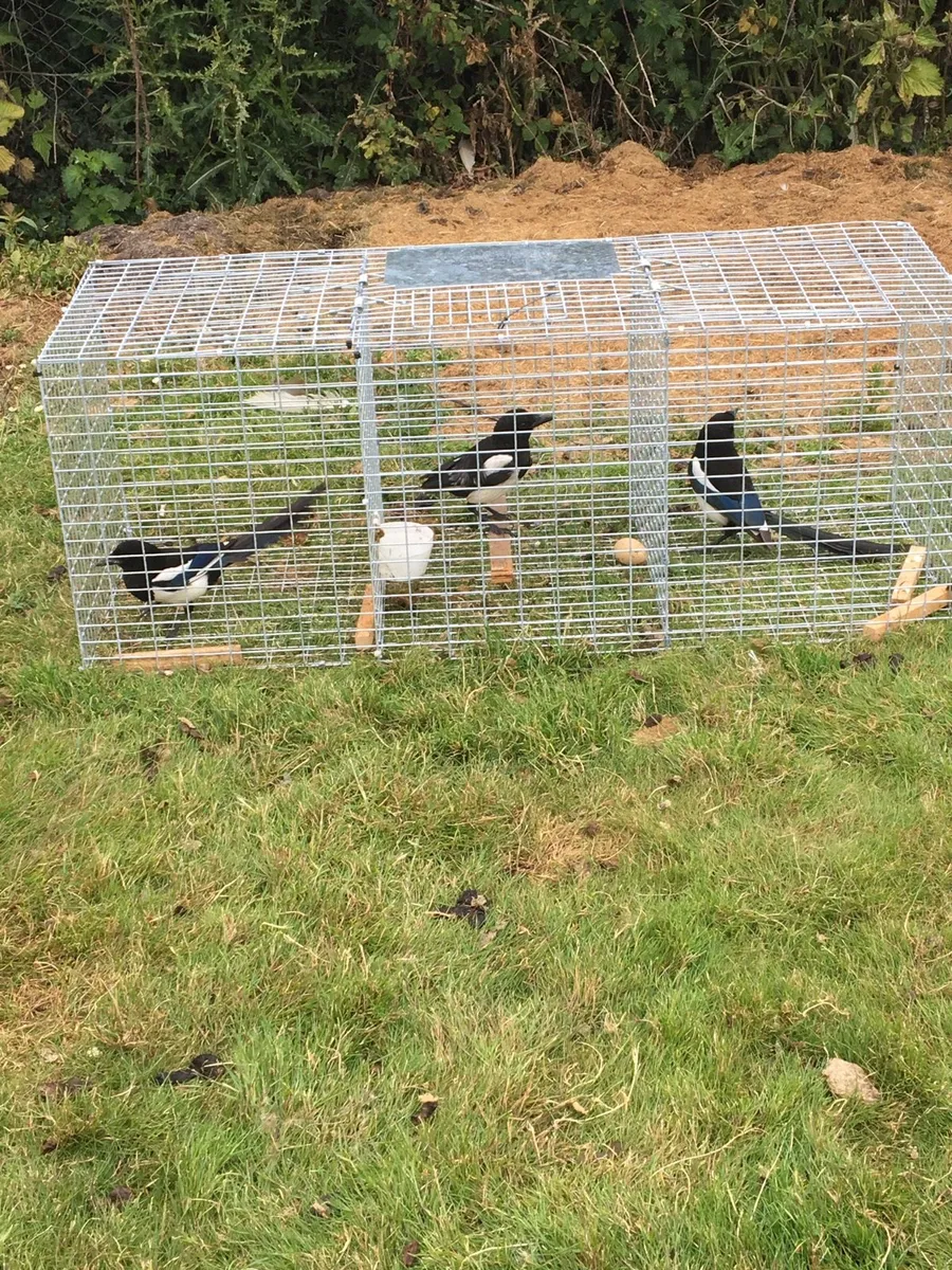 Magpie traps