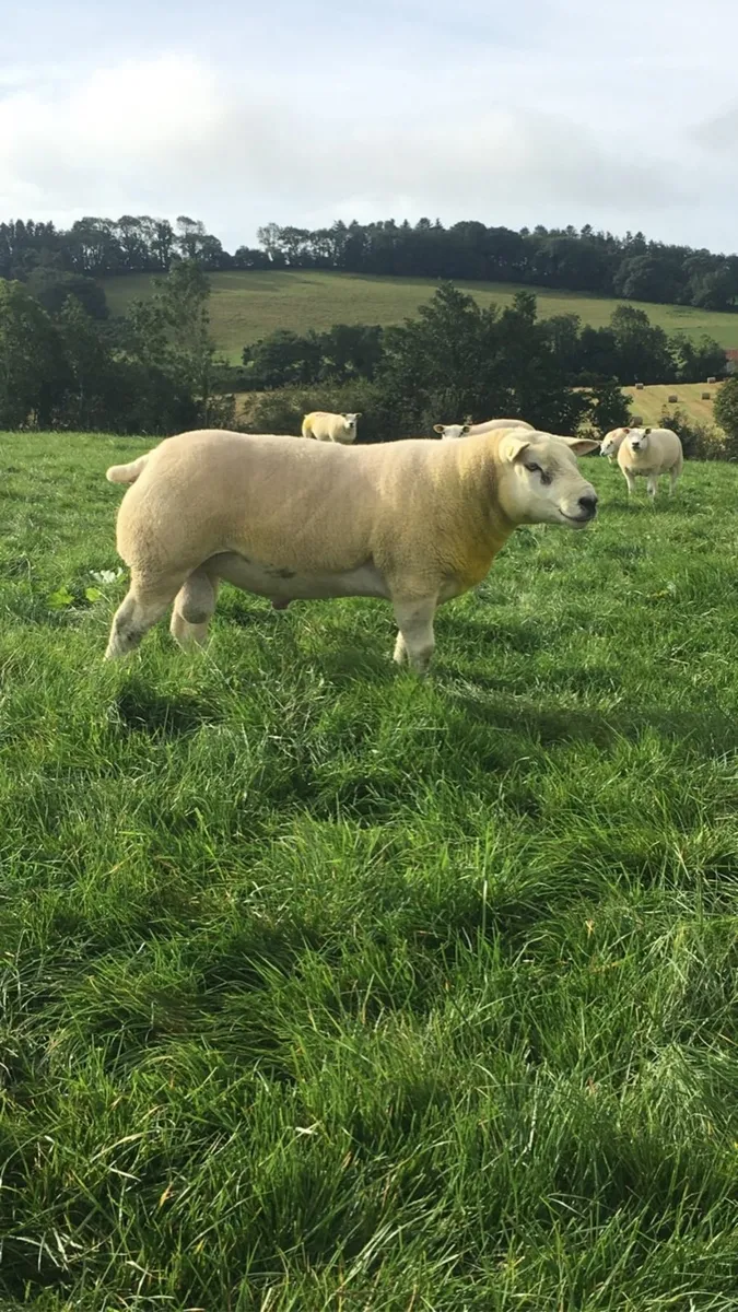 Ram Fertility Testing (Semen Analysis) - Image 3