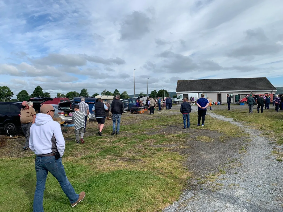 Limerick/Clare poultry sale - Image 1