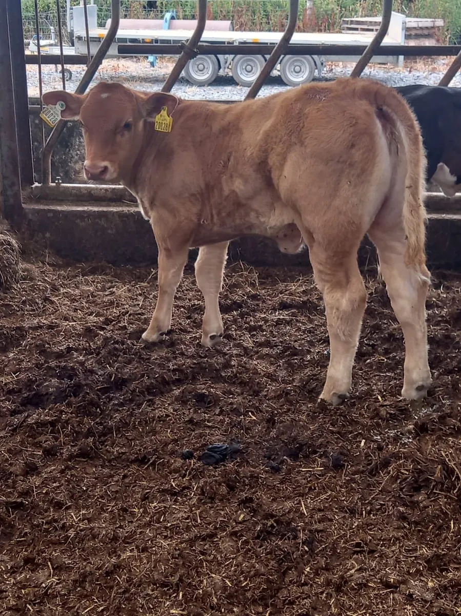 U Grade Heifer - Image 2