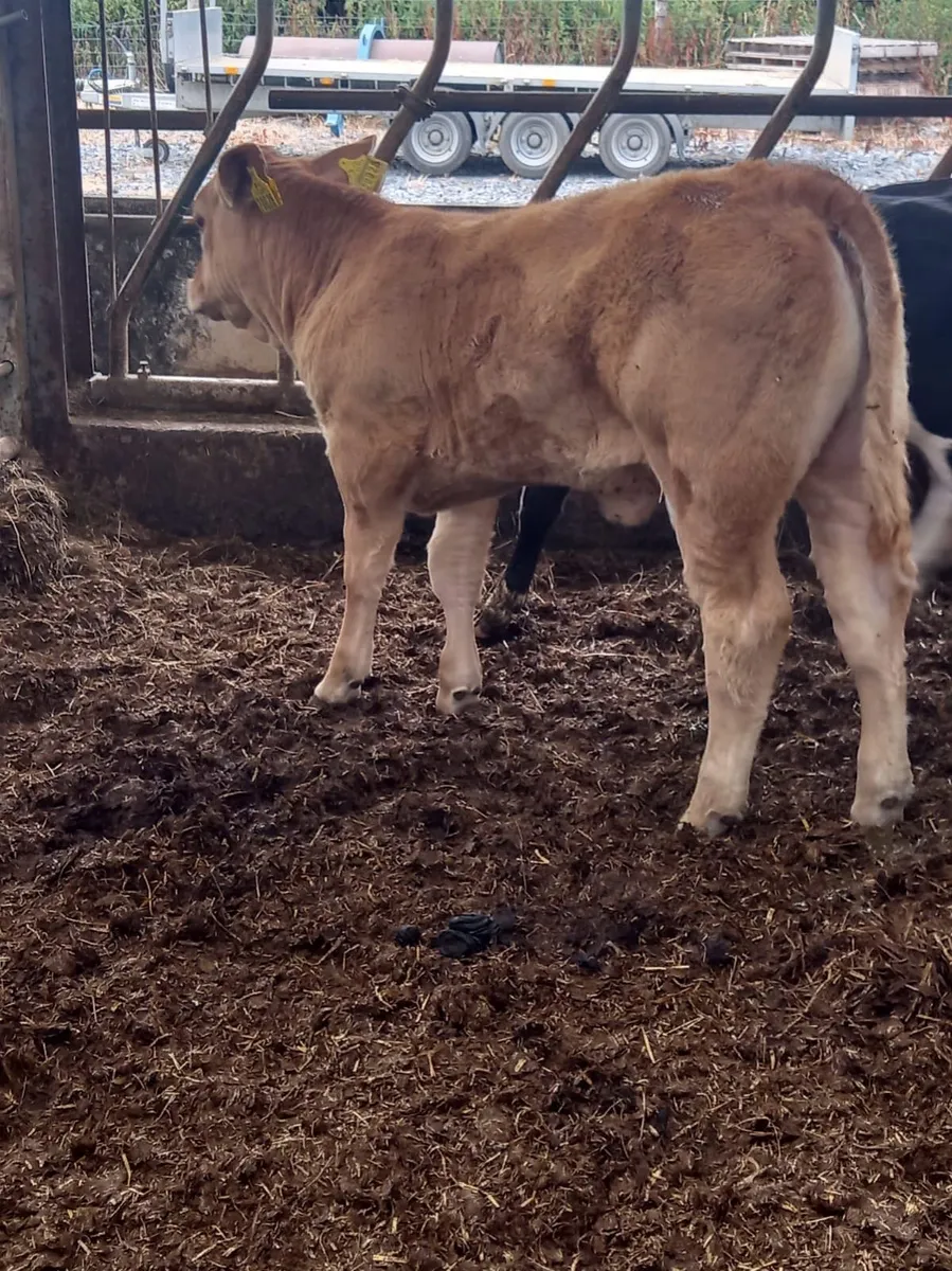 U Grade Heifer - Image 3