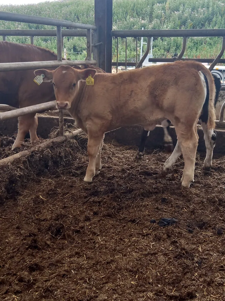 U Grade Heifer - Image 4
