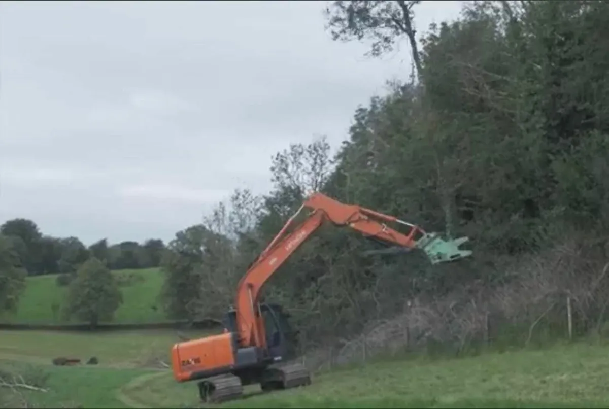 Tree felling, removal, clearance - Image 1