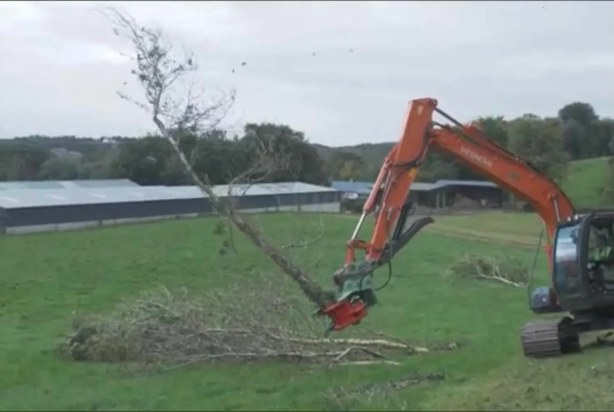 Tree felling, removal, clearance - Image 2