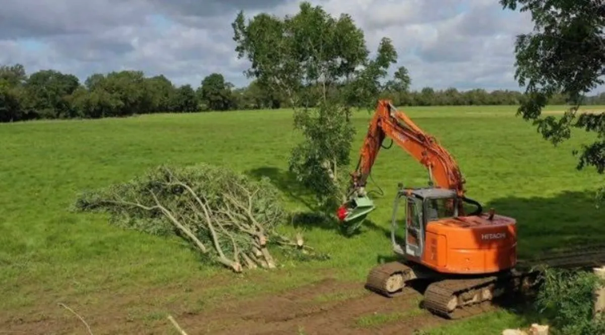 Tree felling, removal, clearance - Image 3