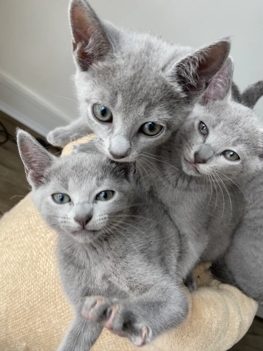 Russian Blue - Image 1