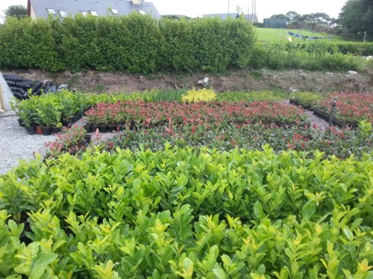 Aiden Ronan Landscaping - Image 1