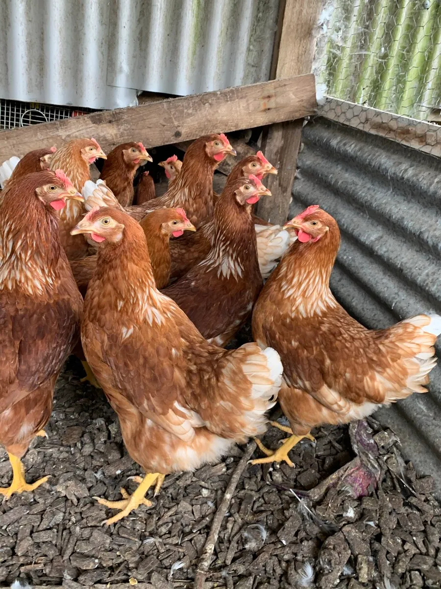 Point of Lay Pullets - Image 1