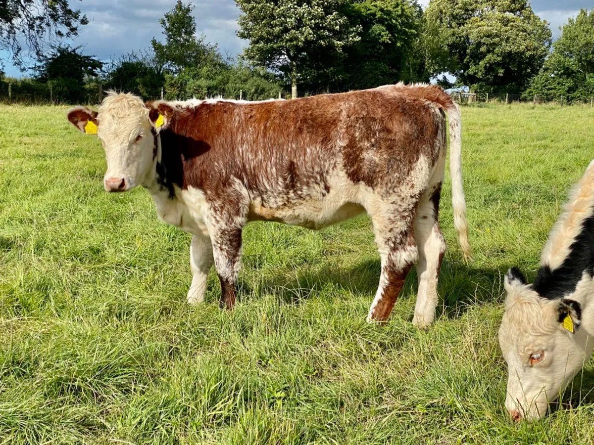 CHEAP COWS - Image 1