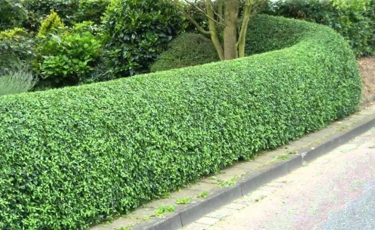 Portuguese Laurel Hedging Just 3.50 euro