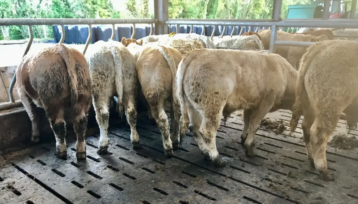 Super Bullocks - Image 1