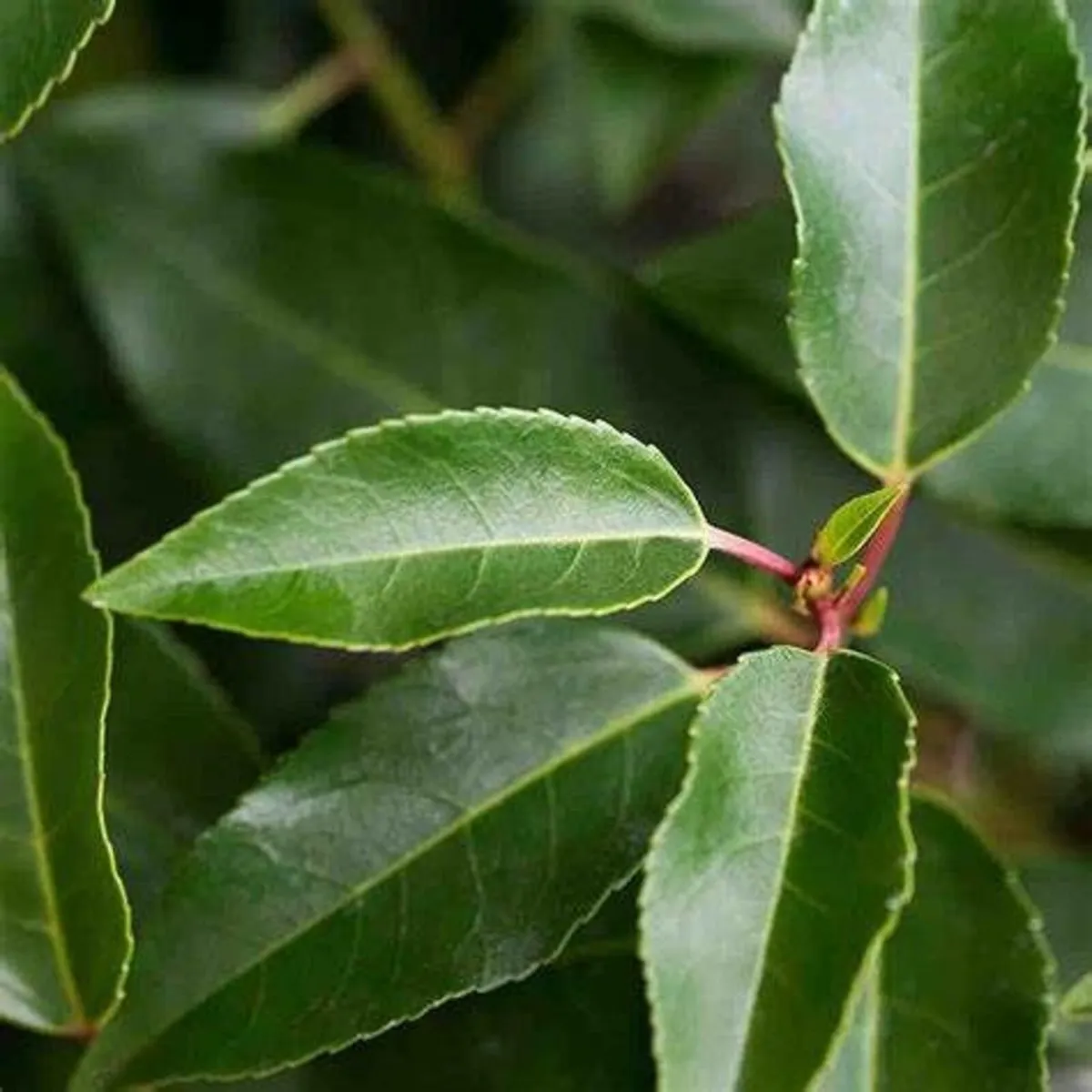 Portuguese Laurel sizes from 3.50 euro direct - Image 3