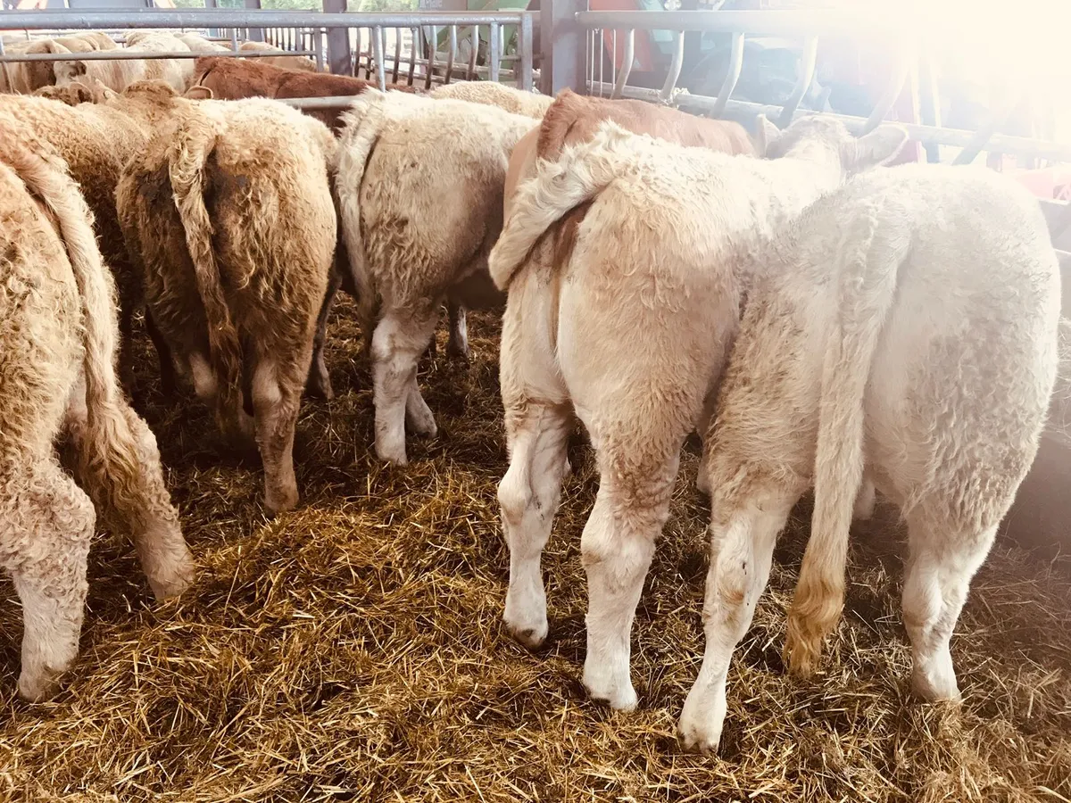 Mayo Weanlings