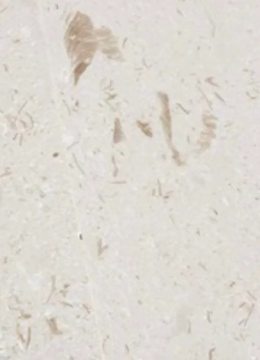 Limestone tiles - Image 2