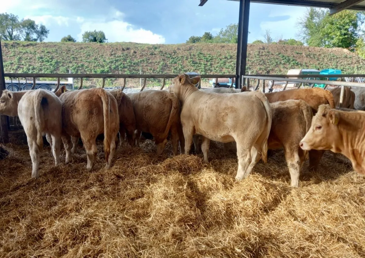 Super Heifers - Image 1