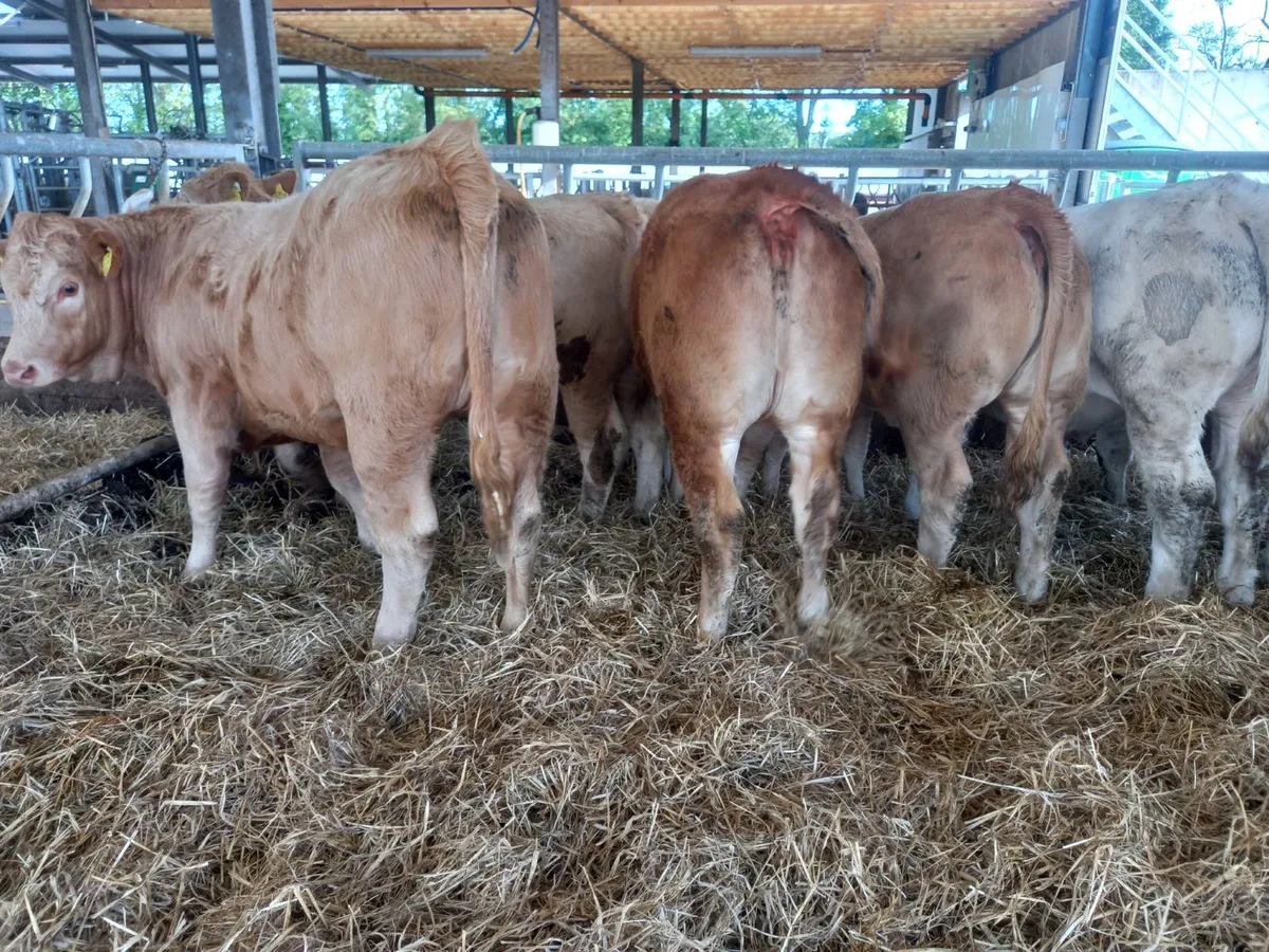 Super Heifers - Image 2