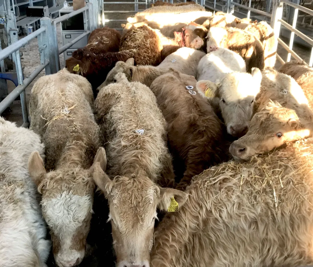 Bull Weanlings - Image 2