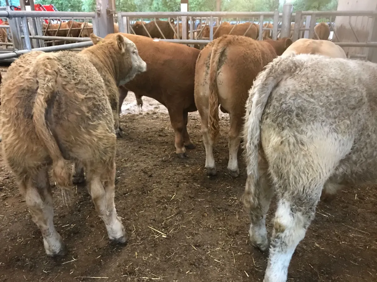 Bull Weanlings - Image 3