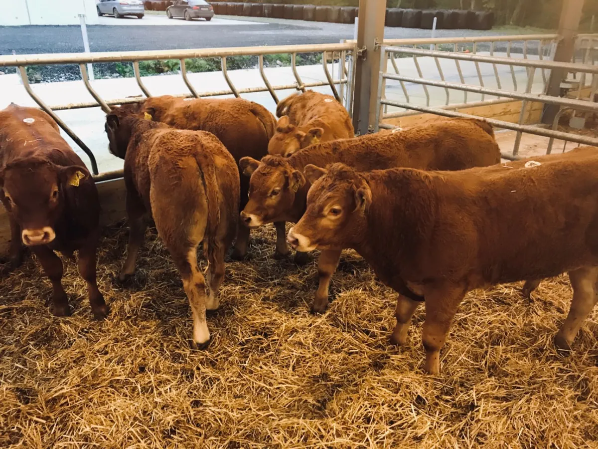 Bull Weanlings - Image 4