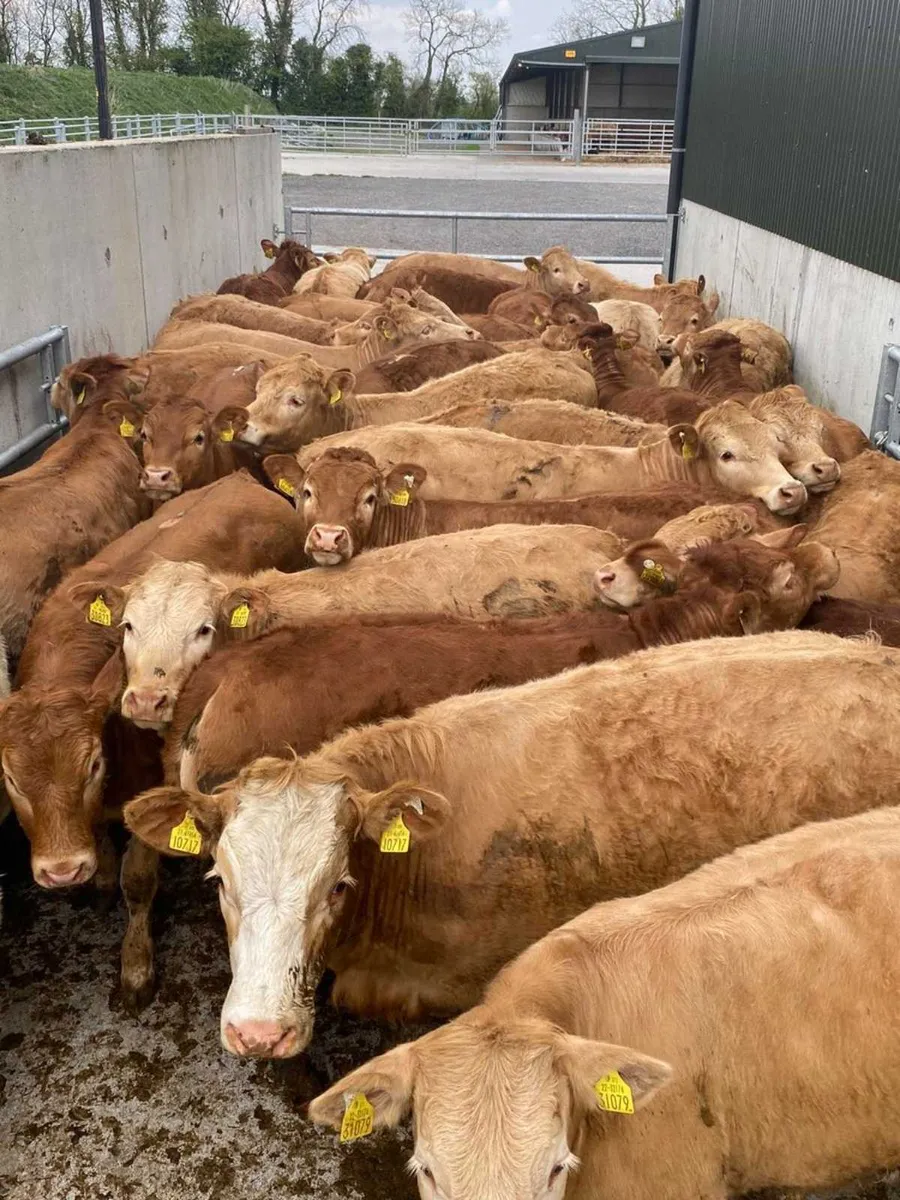 Exceptional Heifers - Image 1