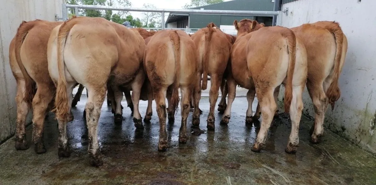 Super LMX Heifers - Image 1