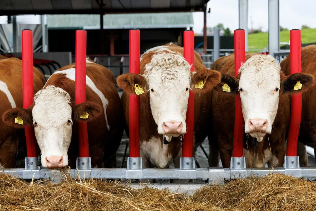 Evolve Feed Rail Barrier Fence - Image 3