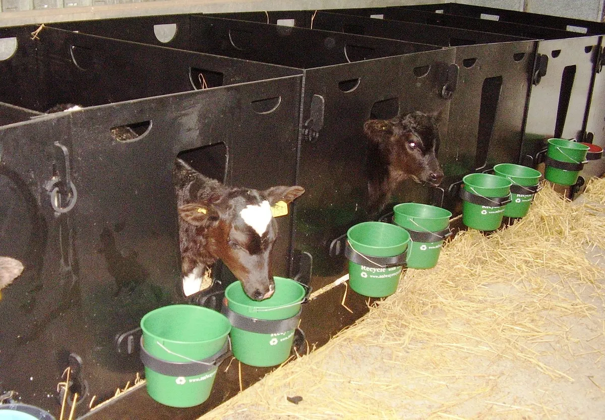 Calf Pens - Image 4