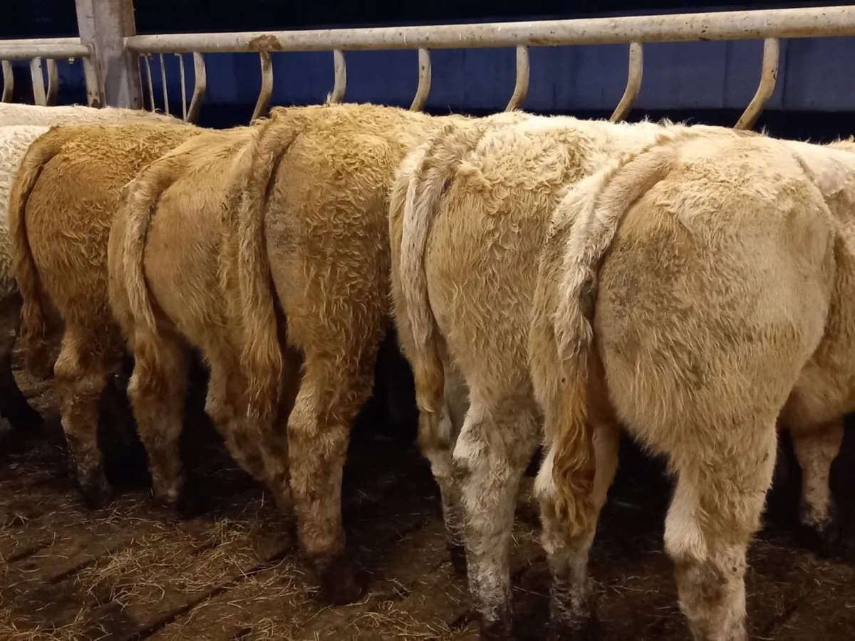 Smashing Charolais Bullocks