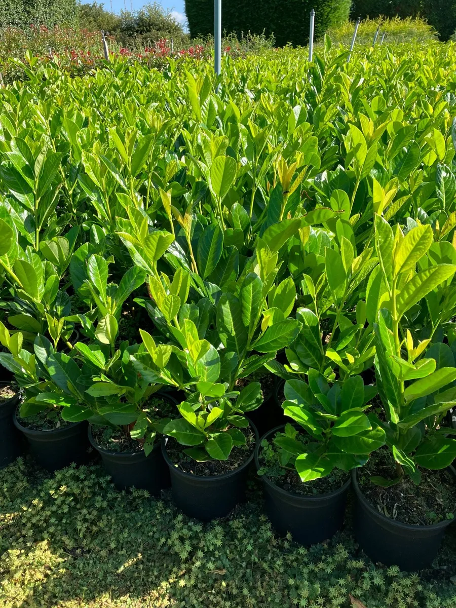 Laurel hedging - Image 1