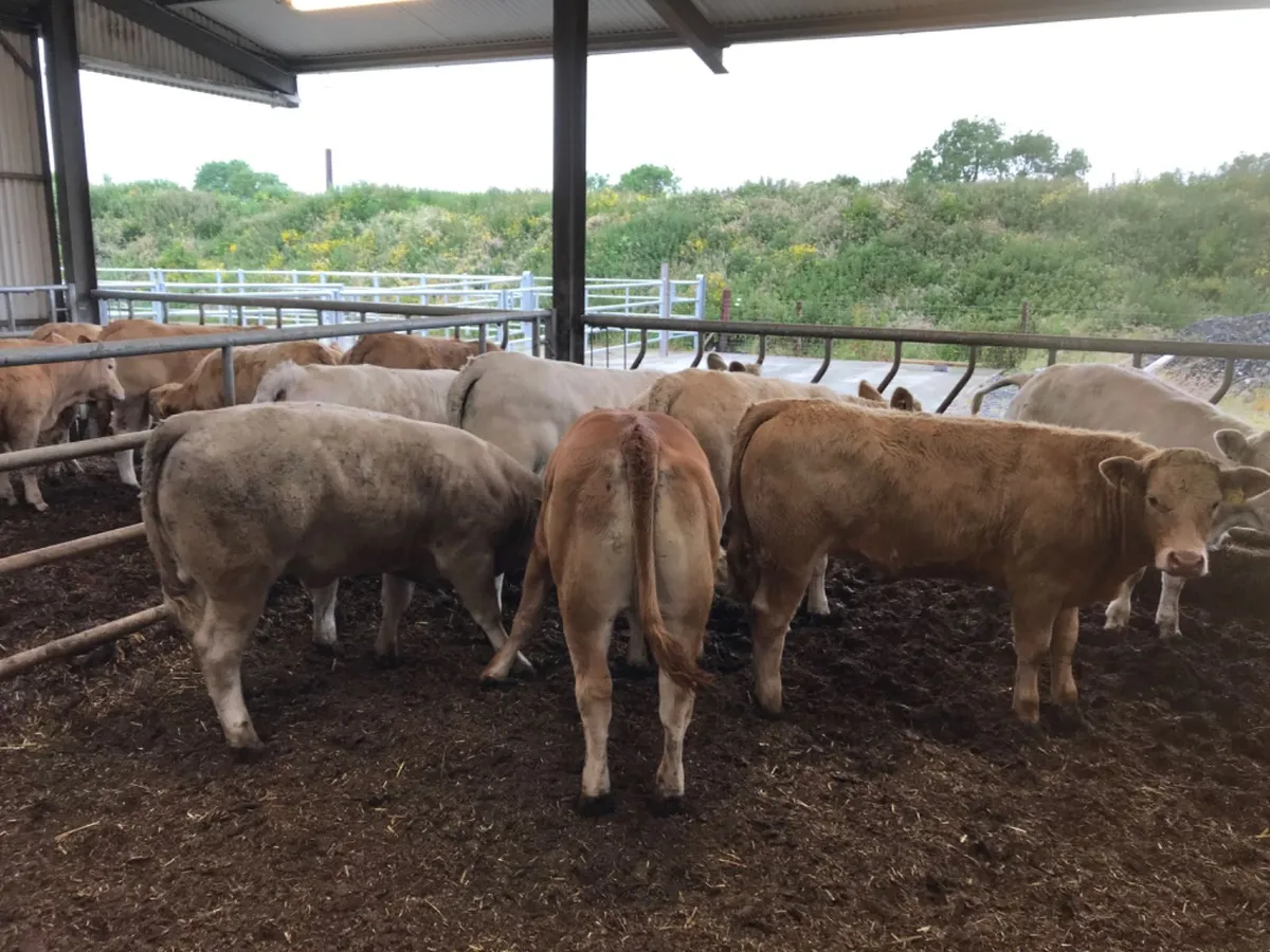 West Mayo Cattle - Image 2