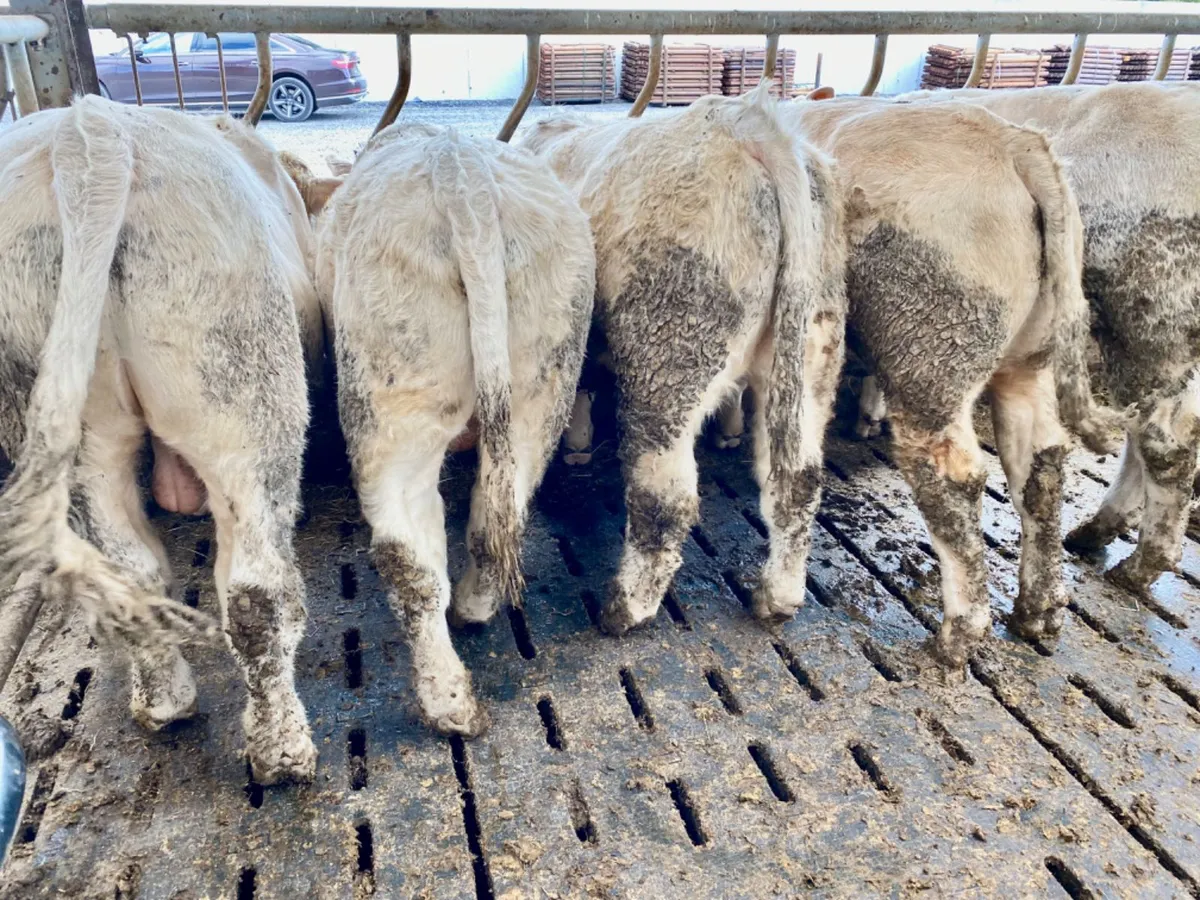 Super Bullocks - Image 2