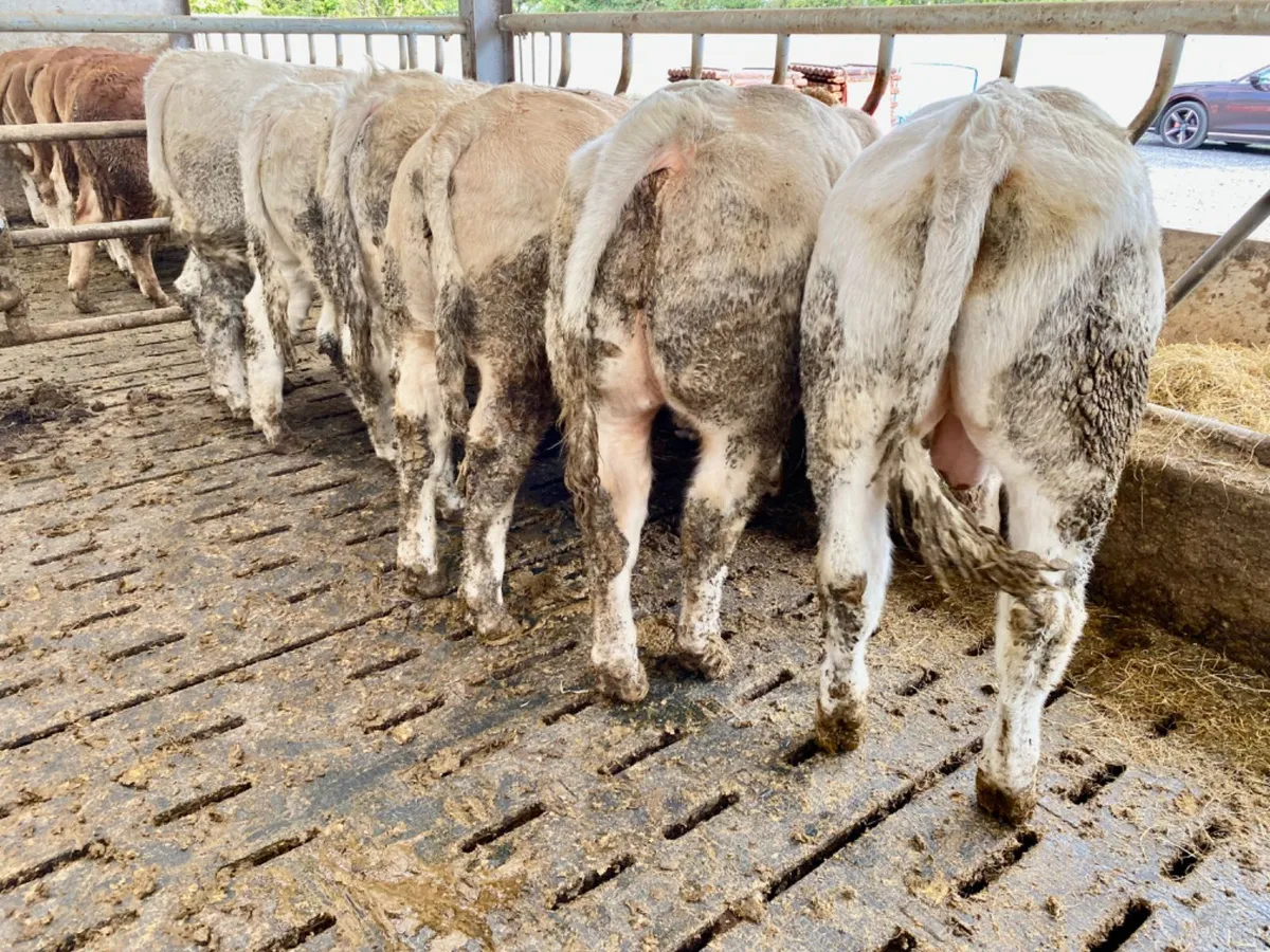 Super Bullocks - Image 3