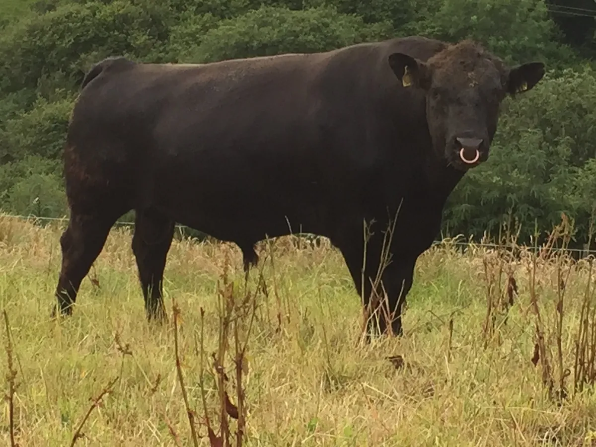 Pedigree Angus Hereford bulls - Image 3