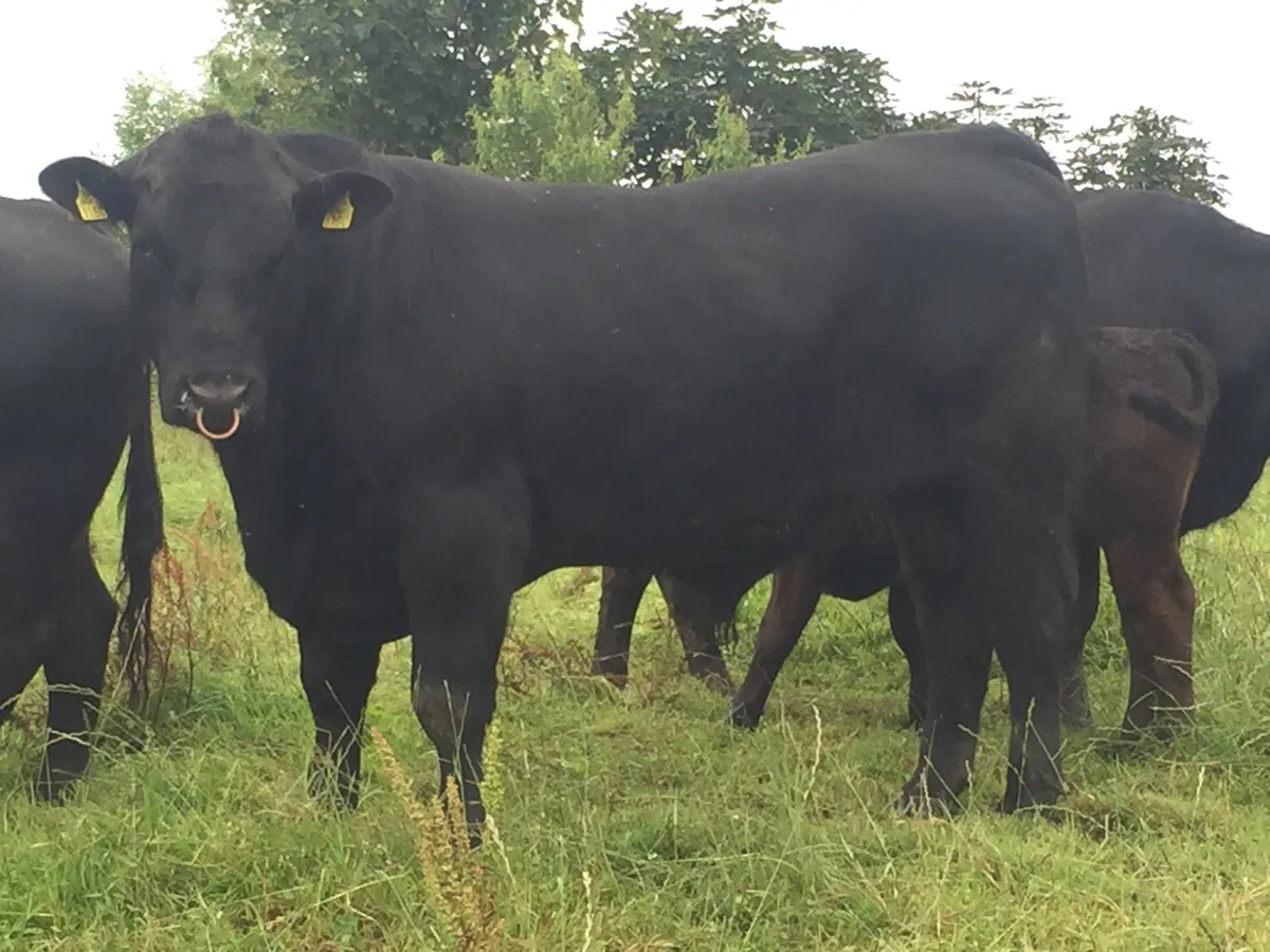 Pedigree Angus Hereford bulls