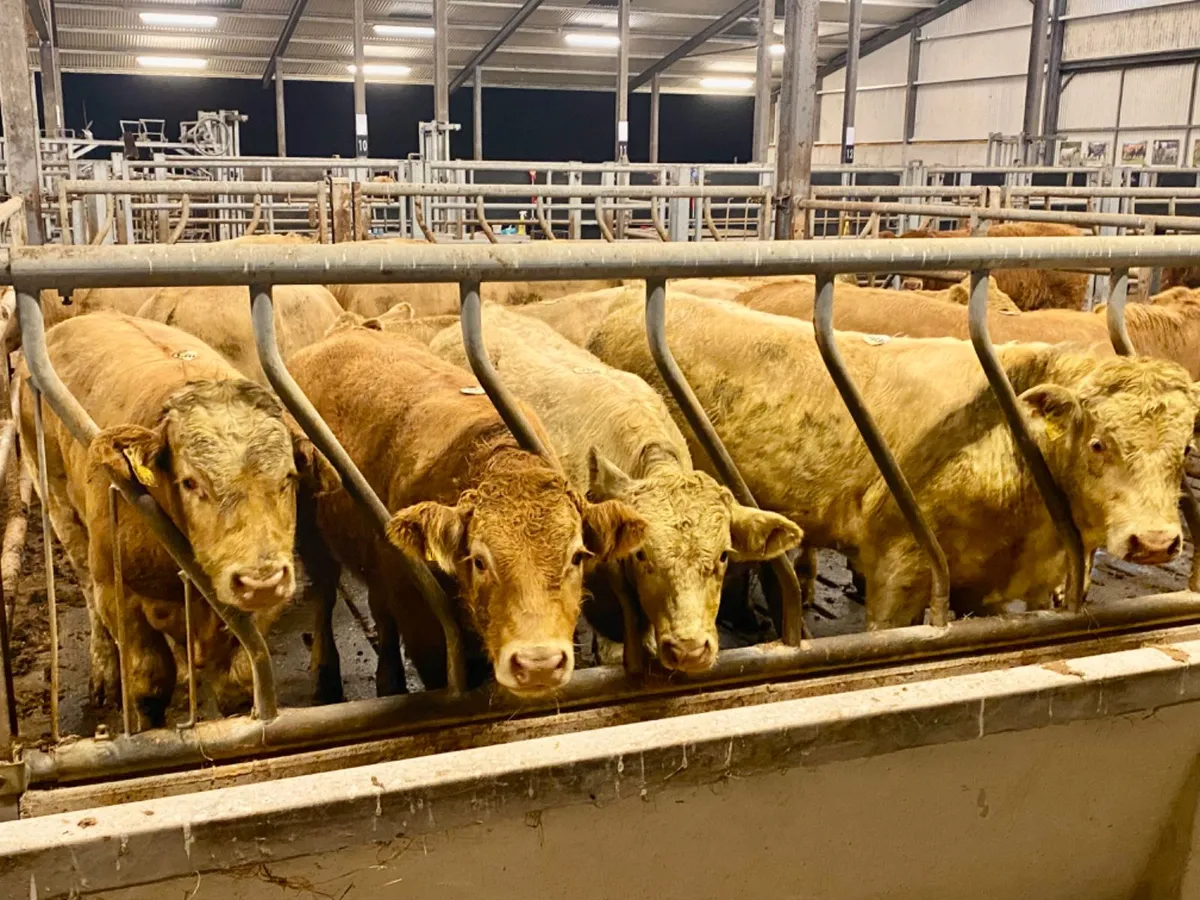 Charolais Bullocks