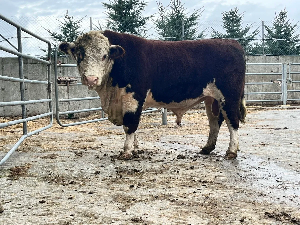 Pedigree Angus Hereford bulls - Image 1