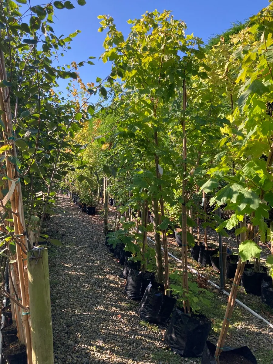 laurel hedging - Image 4