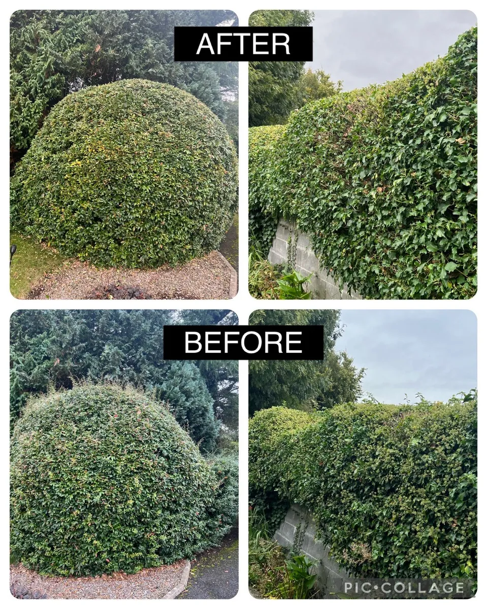 Lawn care & Gardening - Image 4